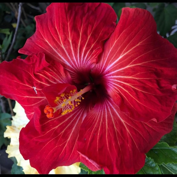 Meet your Posher, Jennifer - Picture 1 of 1